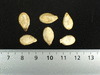 Cucurbita moschata Canada mezoides; graines