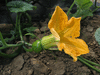 Cucurbita moschata Musquée d'Ancenis; fleurs-F