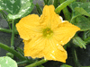 Cucurbita moschata Musque d'Ancenis; fleurs-M