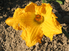 Cucurbita moschata Musquée d'Ancenis; fleurs-F