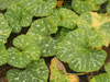Cucurbita moschata Musquée d'Ancenis; feuilles