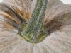 Cucurbita moschata Musquée d'Ancenis; pedoncules