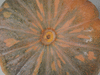 Cucurbita moschata Musquée d'Ancenis; ombilics