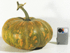 Cucurbita moschata Musquée d'Ancenis; fruits
