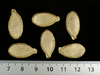 Cucurbita moschata Musquée d'Ancenis; graines
