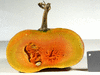 Cucurbita moschata Musquée d'Ancenis; coupes