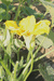 Cucurbita moschata Musquée d'Ancenis; fleurs-M