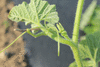 Cucurbita moschata Musquée d'Ancenis; vrilles