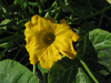 Cucurbita moschata Pennsylvania Dutch crookneck; fleurs-M