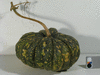 Cucurbita moschata Fagtoong Big Gold; fruits