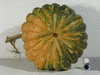 Cucurbita moschata Fagtoong Big Gold; ombilics