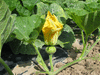 Cucurbita moschata Fagtoong Big Gold; fleurs-F