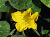 Cucurbita moschata Fagtoong Sri Muang; fleurs-M