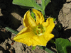 Cucurbita moschata Fagtoong Sri Muang; fleurs-F
