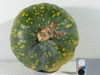 Cucurbita moschata Xingo casca; fruits