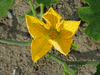 Cucurbita moschata Xingo casca; fleurs-F