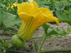 Cucurbita moschata Xingo casca; fleurs-F