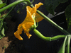 Cucurbita moschata (De Chine); fleurs-F