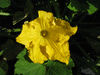 Cucurbita moschata Autumn buckskin; fleurs-M