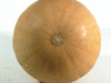 Cucurbita moschata La push; ombilics