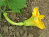 Cucurbita moschata La push; fleurs-F