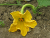 Cucurbita moschata La push; fleurs-F