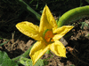 Cucurbita moschata Catawbas ochre; fleurs-F