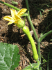 Cucurbita moschata Catawbas ochre; fleurs-F