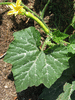 Cucurbita moschata Catawbas ochre; feuilles