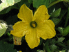 Cucurbita moschata Catawbas ochre; fleurs-M