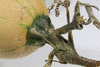 Cucurbita moschata Catawbas ochre; pedoncules