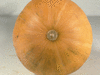 Cucurbita moschata Mallorca; ombilics