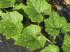 Cucurbita moschata Mallorca; feuilles