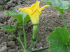 Cucurbita moschata Mini Paulista; fleurs-F