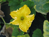 Cucurbita moschata Mini Paulista; fleurs-M