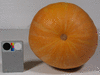 Cucurbita moschata Apache pear; ombilics