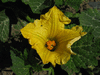 Cucurbita moschata Apache pear; fleurs-F