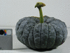 Cucurbita moschata Osaka sinuy; fruits