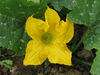 Cucurbita moschata Osaka sinuy; fleurs-F