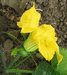 Cucurbita moschata Osaka sinuy; fleurs-F