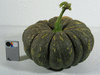 Cucurbita moschata Fagtong Golden Strike; fruits