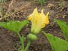 Cucurbita moschata Fagtong Golden Strike; fleurs-F