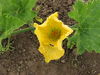 Cucurbita moschata Fagtong Golden Strike; fleurs-F