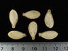 Cucurbita moschata Fagtong Golden Strike; graines