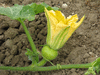 Cucurbita moschata Ibiza; fleurs-F