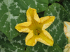 Cucurbita moschata Ibiza; fleurs-M