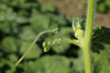 Cucurbita moschata Ibiza; vrilles