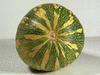 Cucurbita moschata Palav-Kadu; ombilics