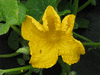 Cucurbita moschata Palav-Kadu; fleurs-M