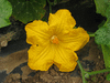 Cucurbita moschata Palav-Kadu; fleurs-F